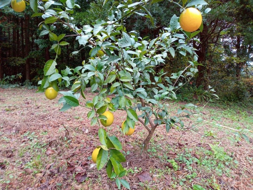 農業