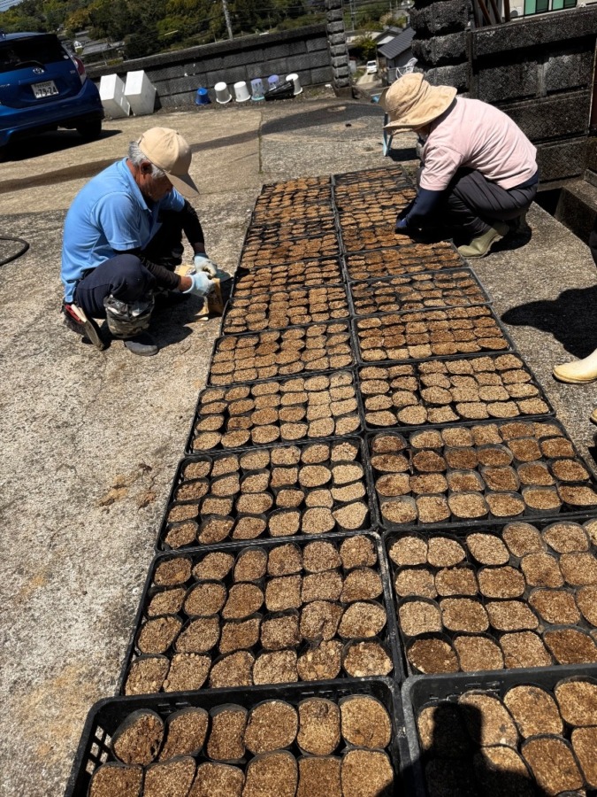 2025年4月27日　モリンガの種蒔き