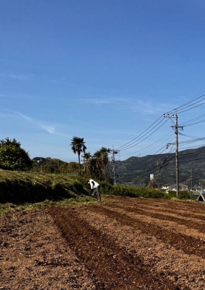 野菜の苗の植え付け