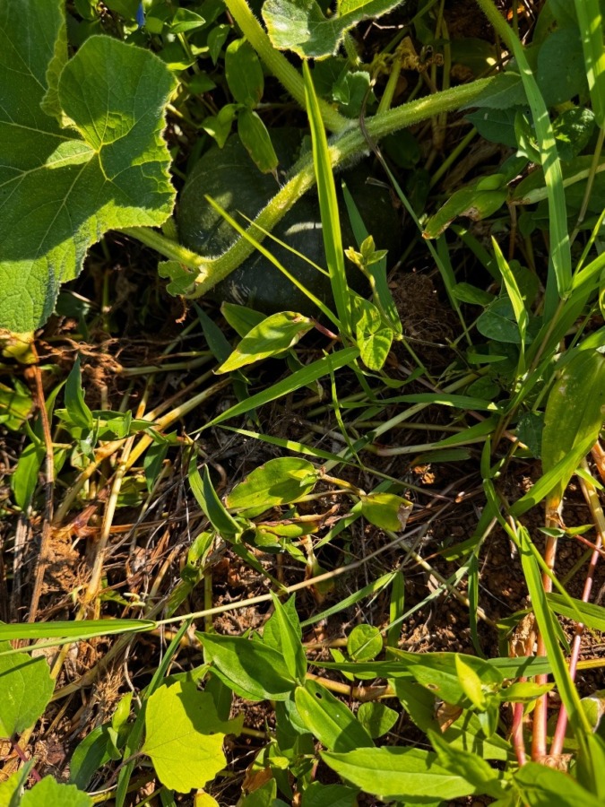 2025年6月28日　松浦かぼちゃ作業