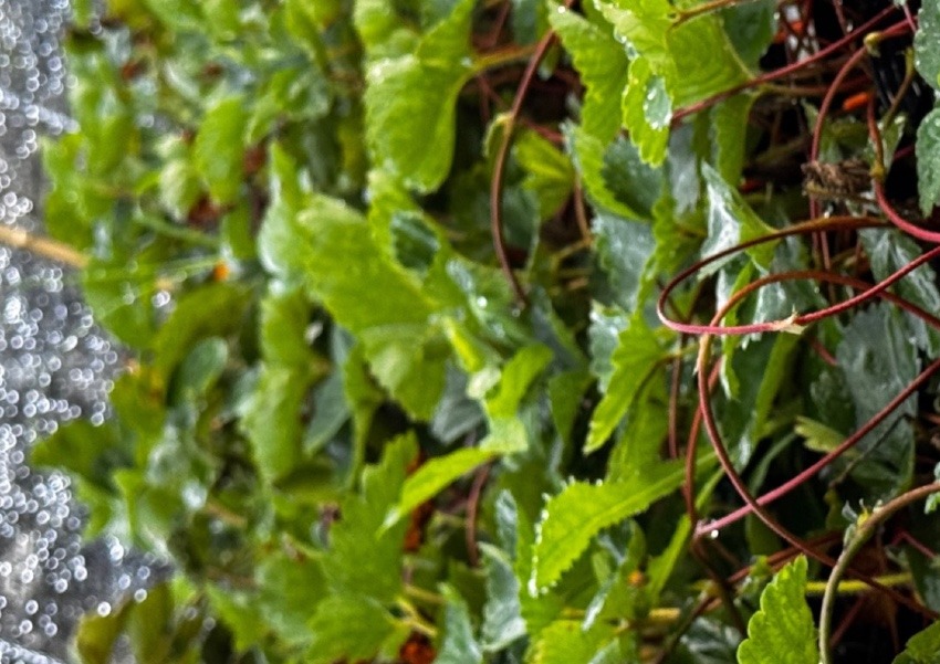 2025年4月27日　イチゴのランナー