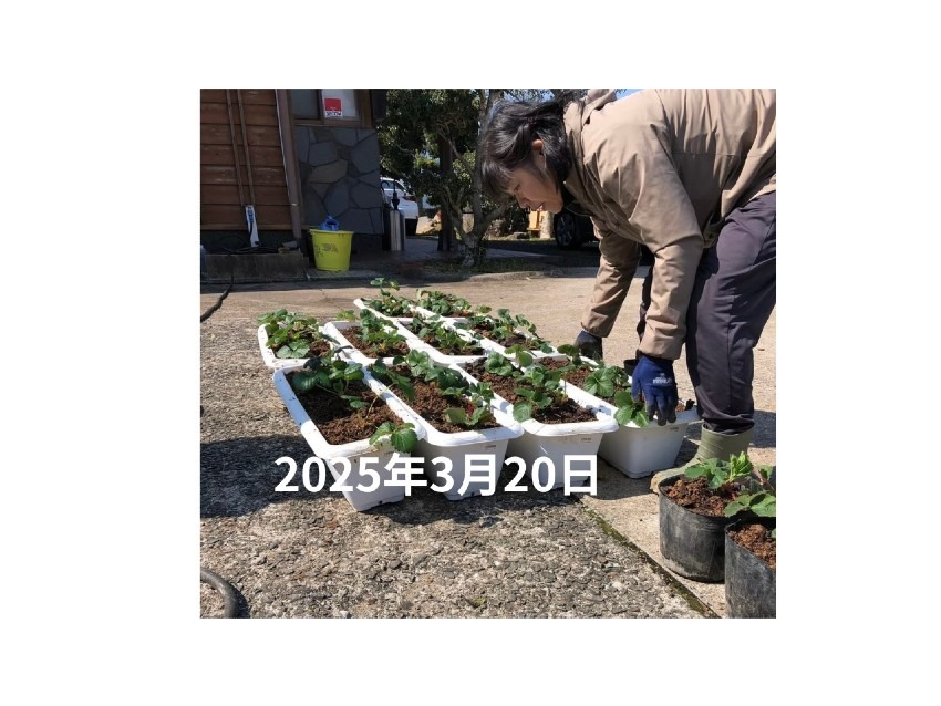 2025年3月20日　苺の苗を植える
