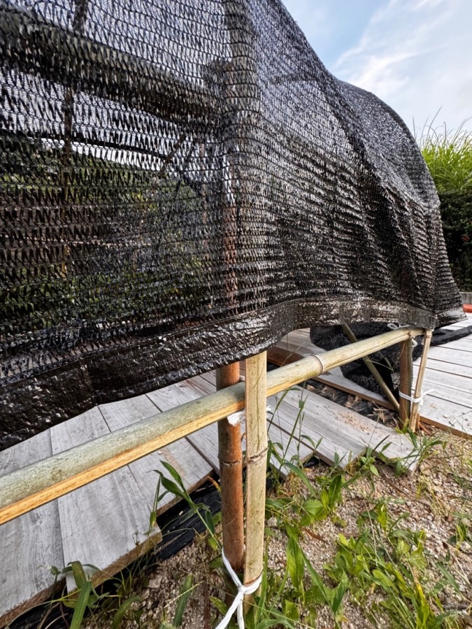 2025年6月29日　竹で作った苺ハウス