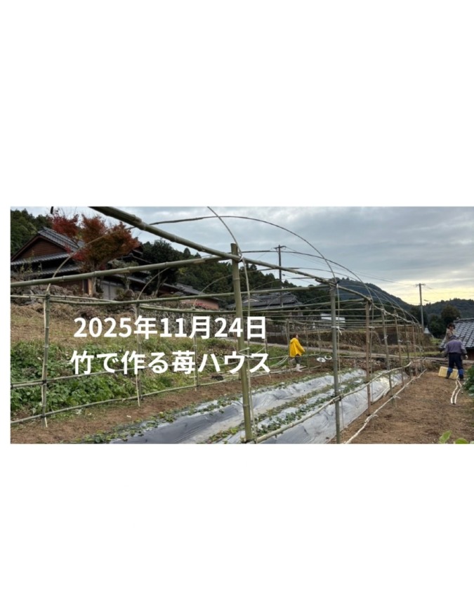 2025年11月24日　竹で作る苺ハウス