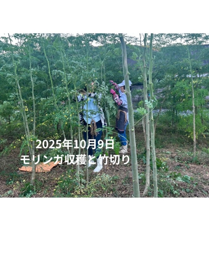 2025年10月9日　モリンガ収穫とハウス用竹切