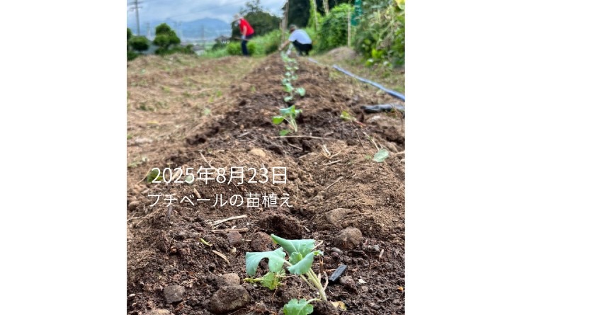 2025年8月23日　プチベールの苗植え
