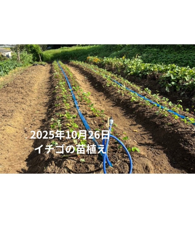 2025年10月26日　イチゴの苗植え