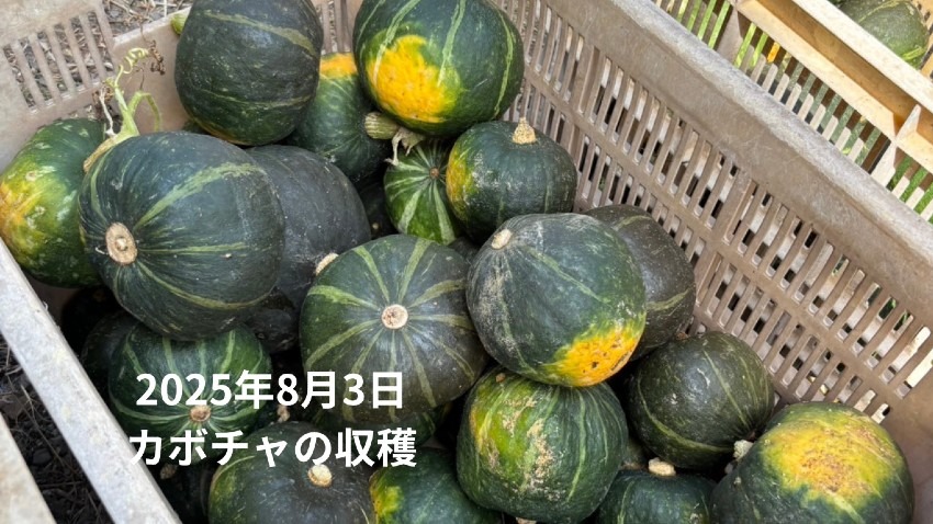 2025年8月3日　カボチャの収穫