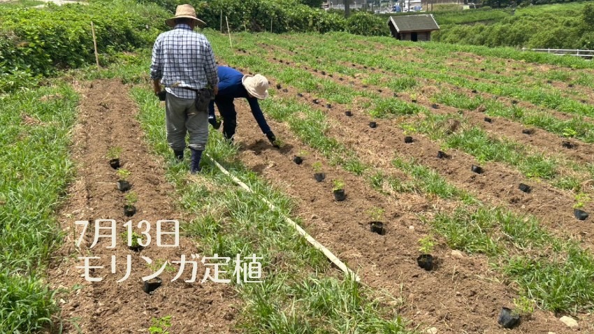 2025年7月13日　モリンガ定植